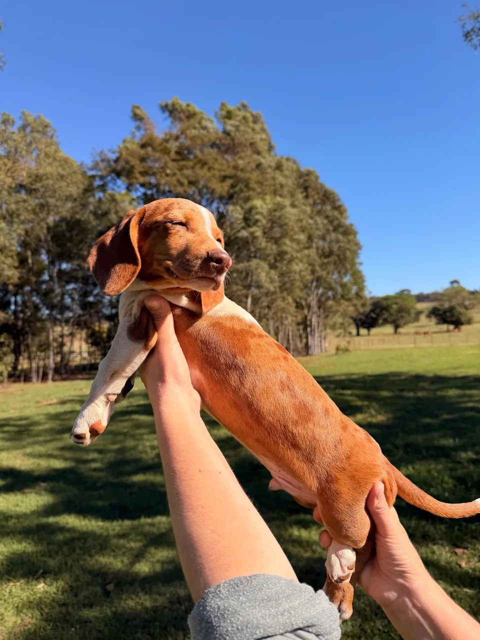 Filhote de Dachshund Miniatura na PROMOÇÃO 