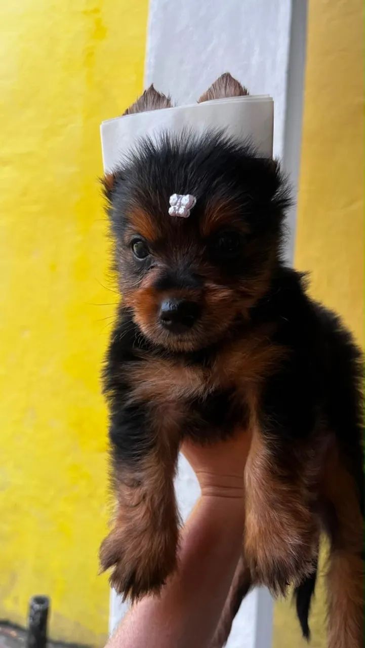 Yorkshire terrier macho  - Foto 2