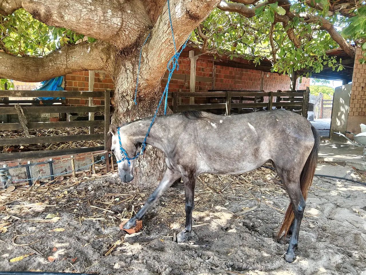 Vendo e Troco Égua em garrotes. - Foto 4