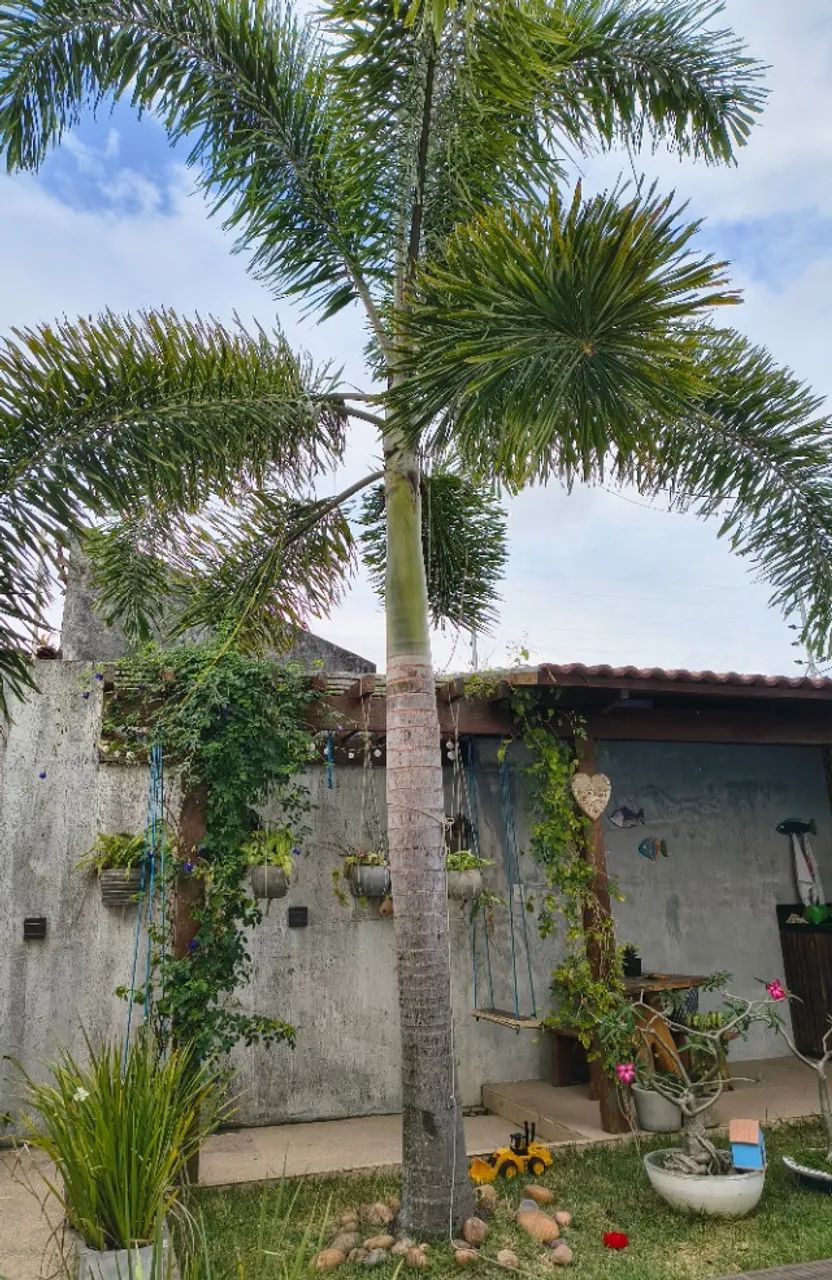 Palmeira rabo de raposa - Foto 2