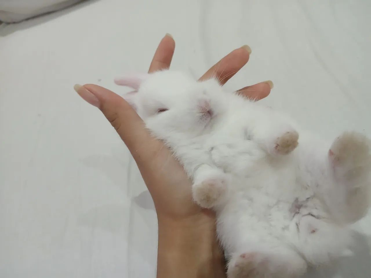 Lindos Coelhos - Foto 4