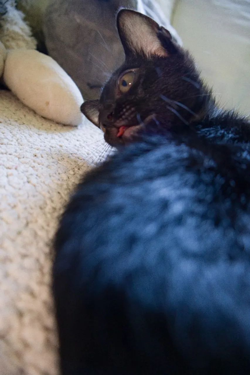 GATOS FILHOTES PARA ADOÇÃO - Foto 3