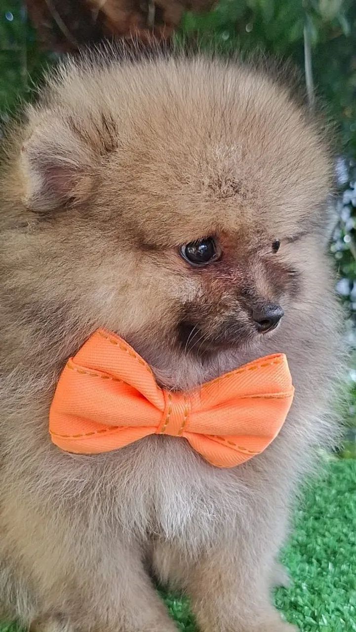 LuluPomerania  - Foto 3