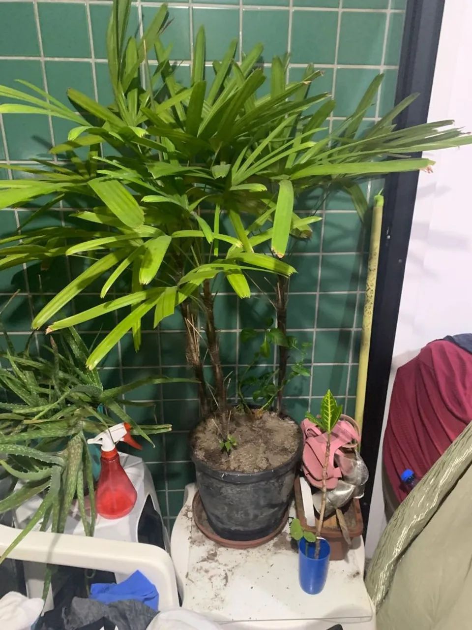 Planta - Foto 3