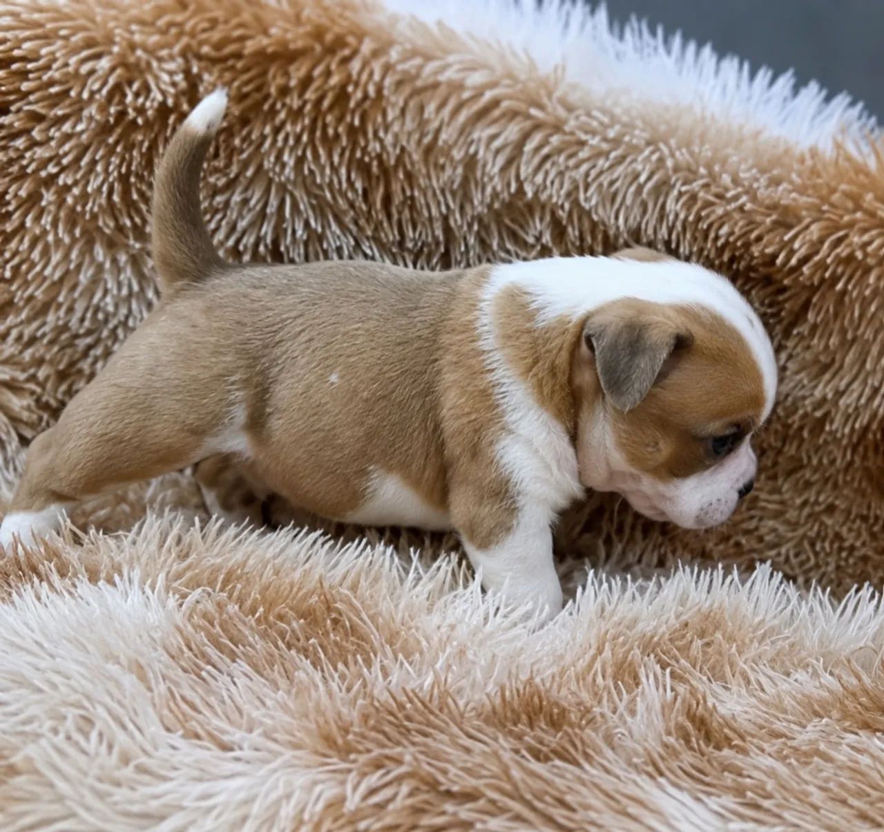 American bully micro - Foto 3