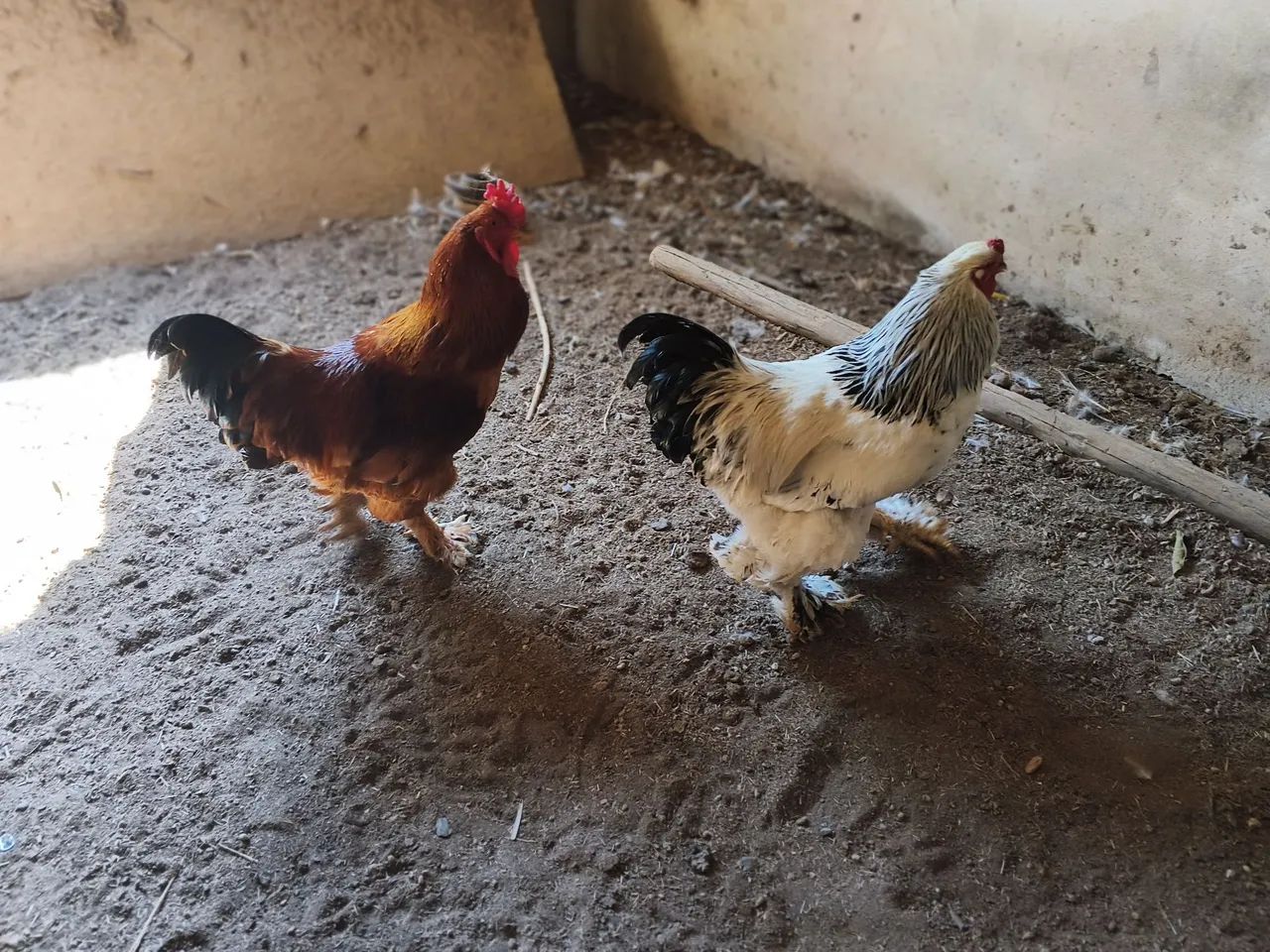 Galos Brahma light e Red