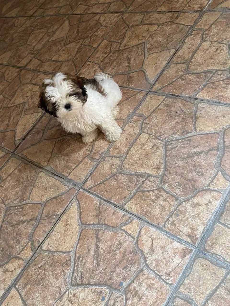 Shihtzu macho - Foto 3