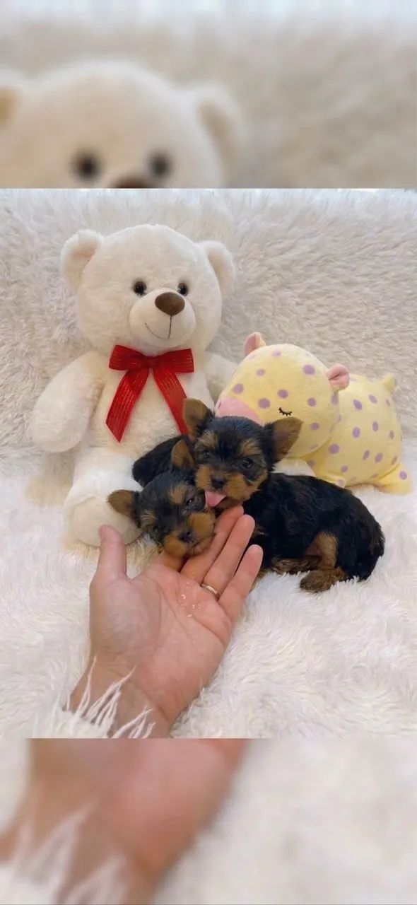 Yorkshire terrier  - Foto 2