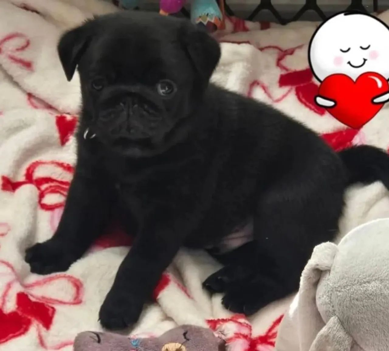 Pug micro