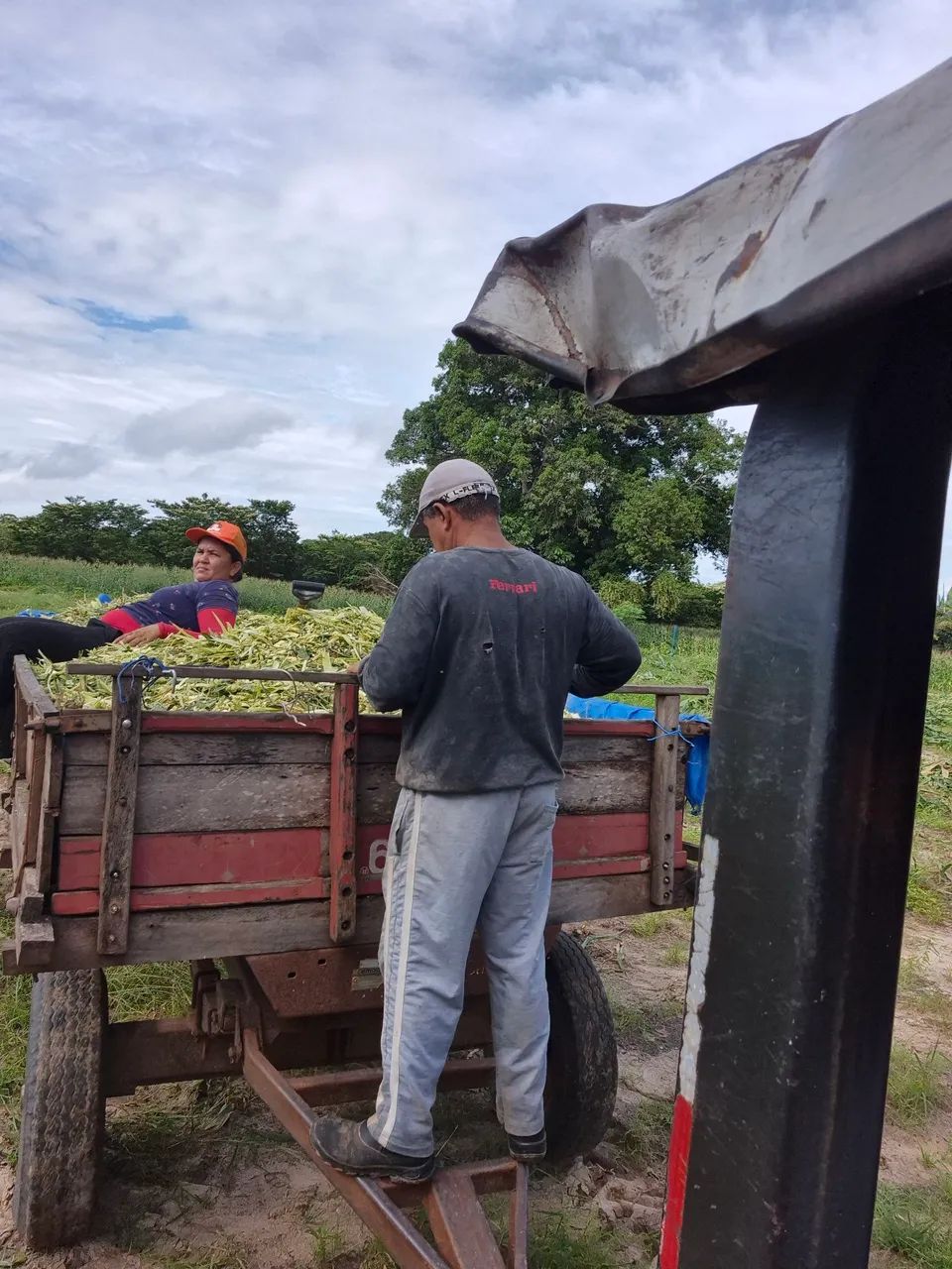 Silagem de milho de altíssima qualidade  - Foto 4