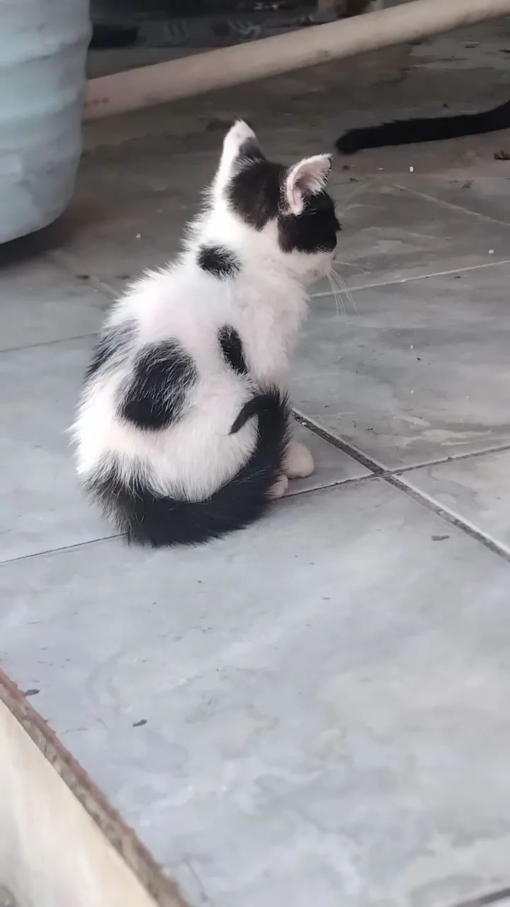 Adotar é um ato de amor!!! - Foto 4