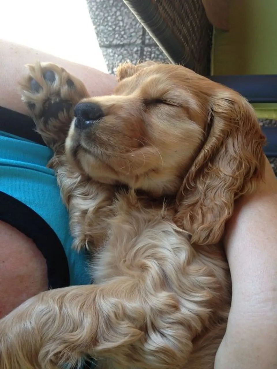 Cocker Spaniel Inglês Presença que transforma pequenos momentos