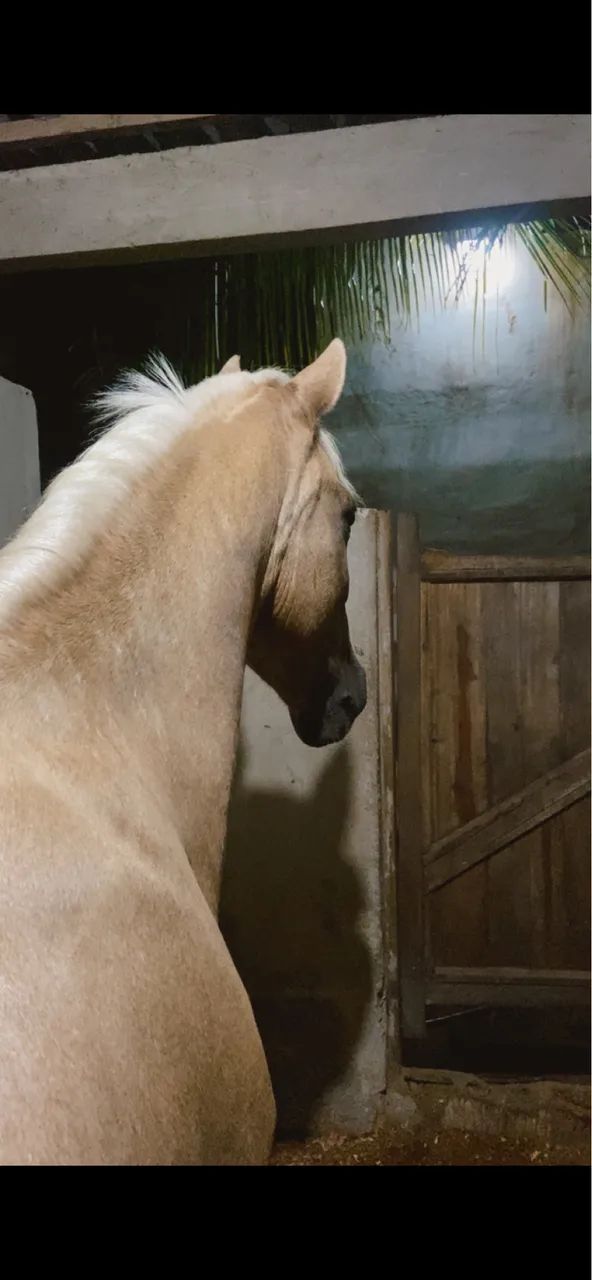 Cavalo - Foto 4