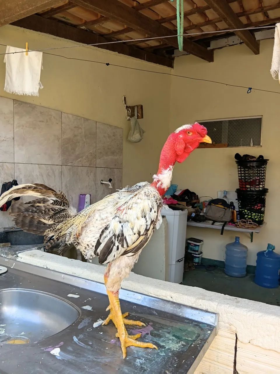 Frango 