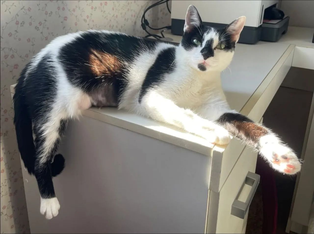 Gatinha castrdada para adoção responsável  - Foto 4