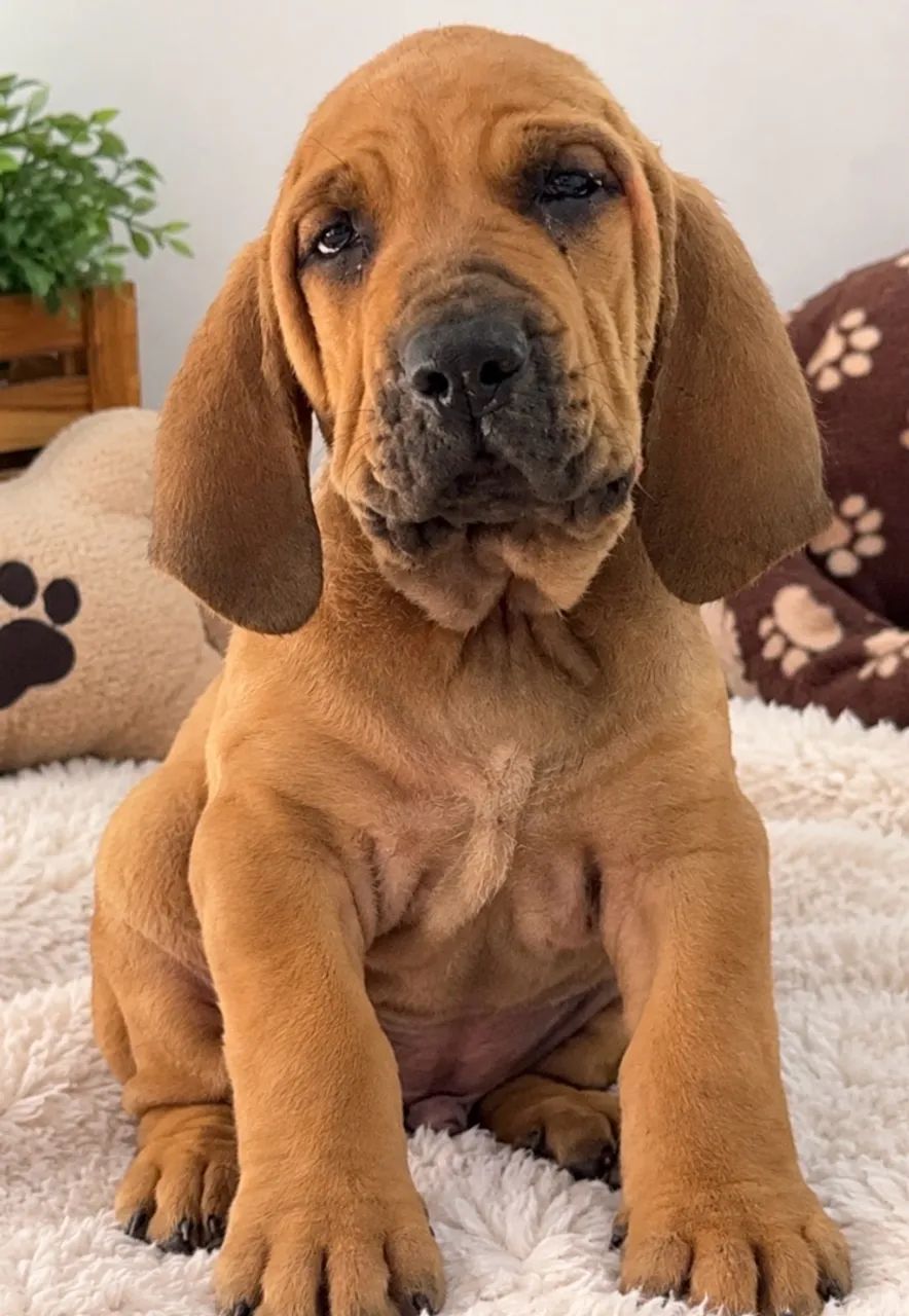 Fila brasileiro macho  - Foto 3