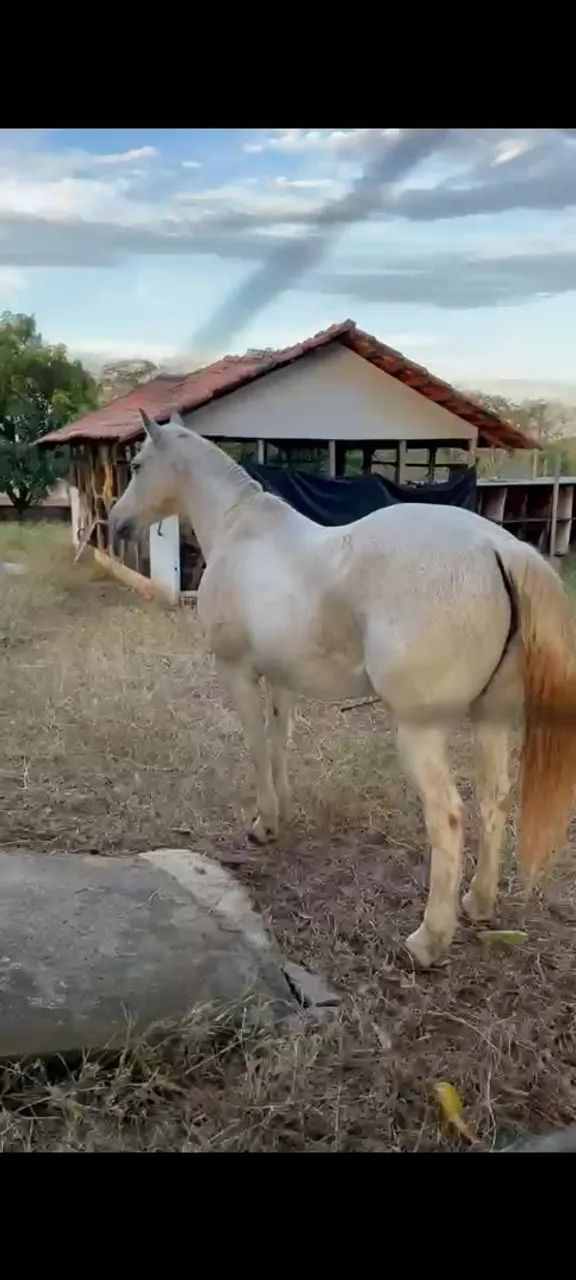 Égua QM - Foto 3