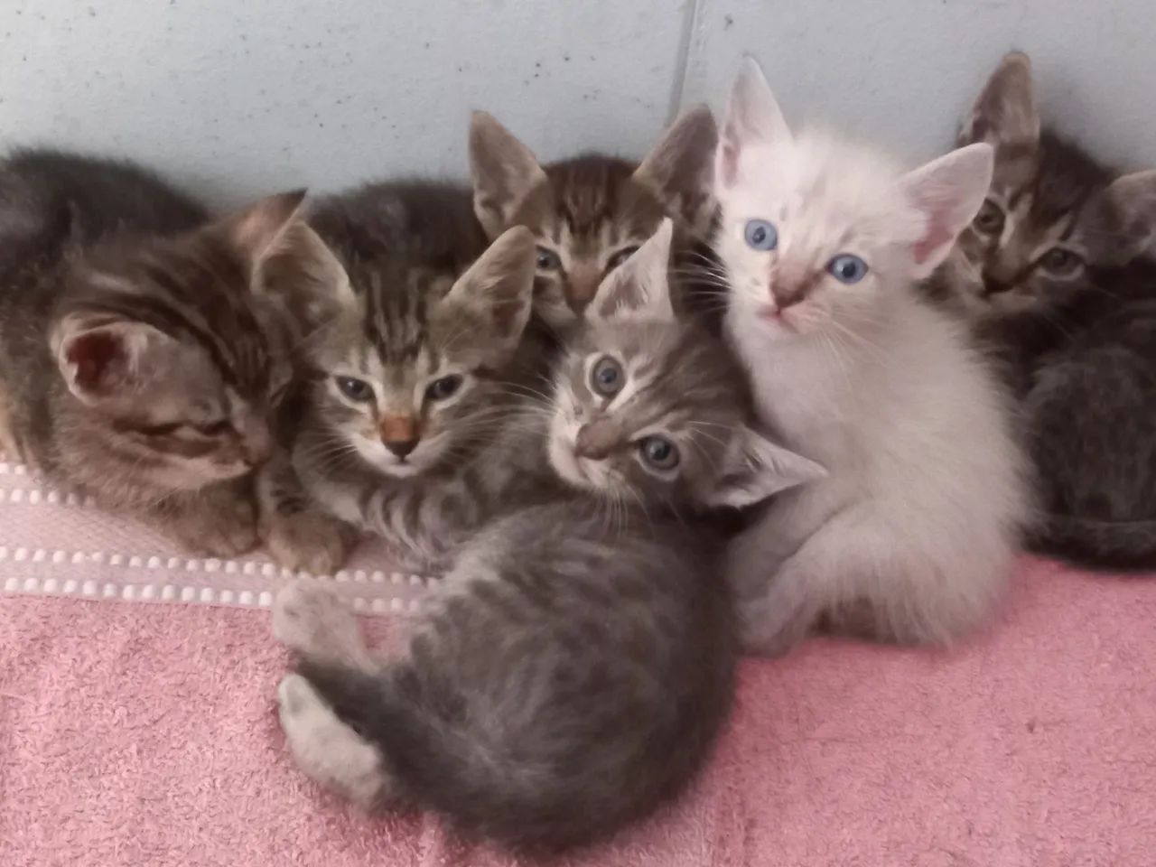 Gatinhos para doação ? - Foto 6