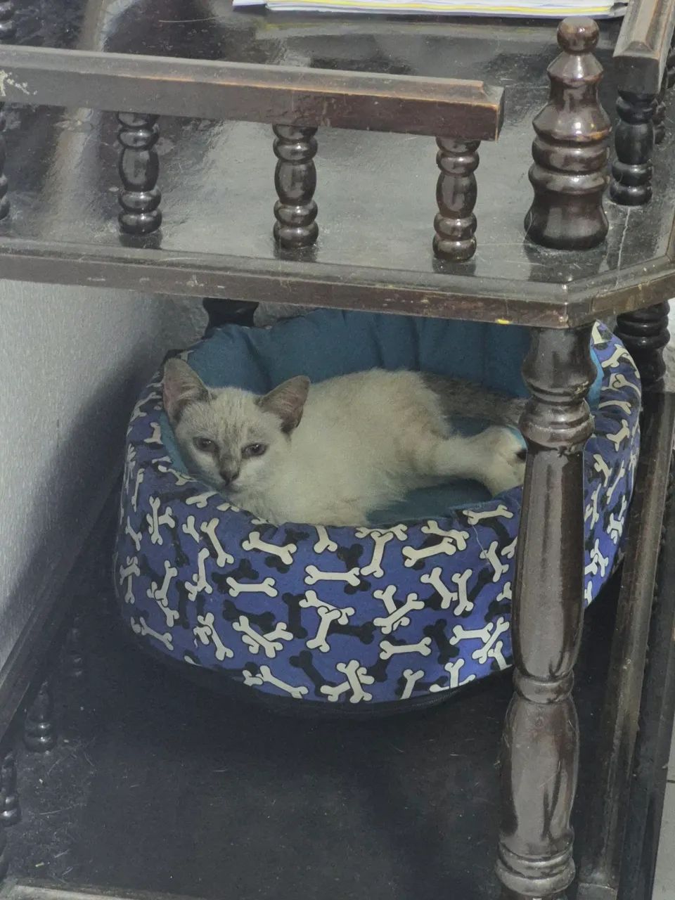 Adoção responsável  - Foto 2