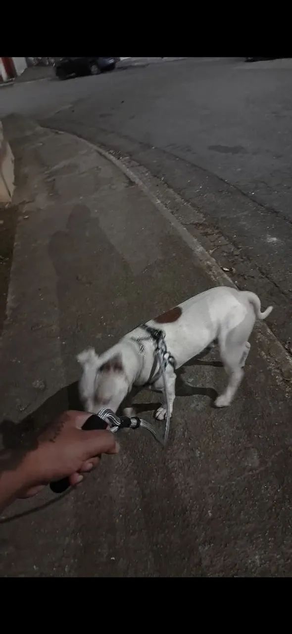 Doa se casal de pitbull - Foto 4