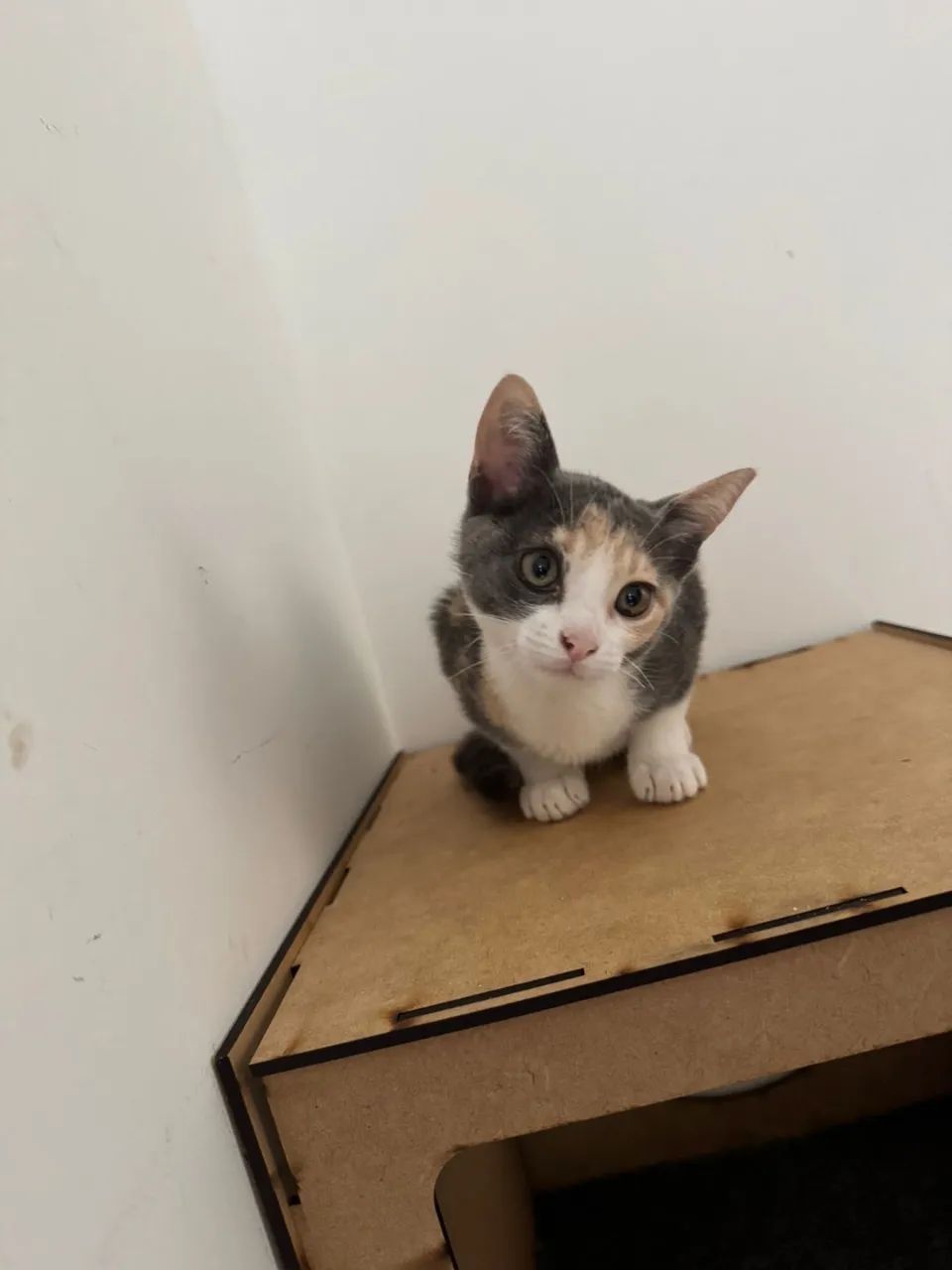 Gatinha fêmea 2 meses - Foto 5