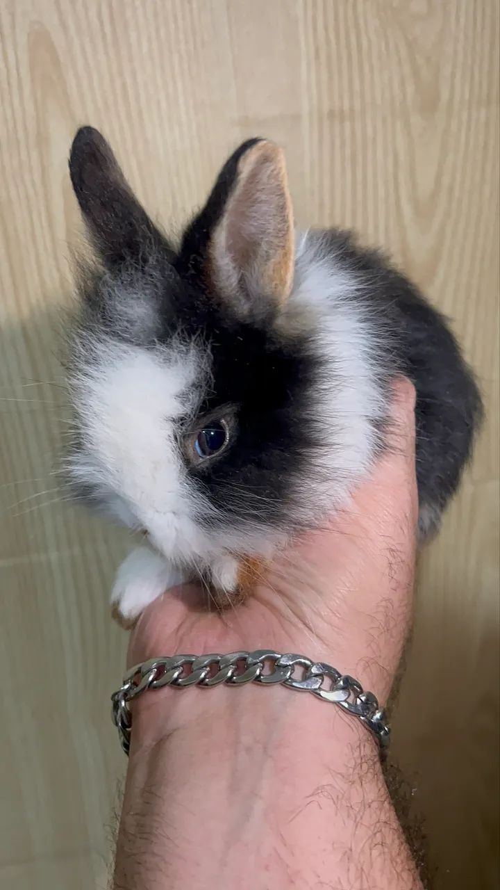 Mini coelhos - Foto 4
