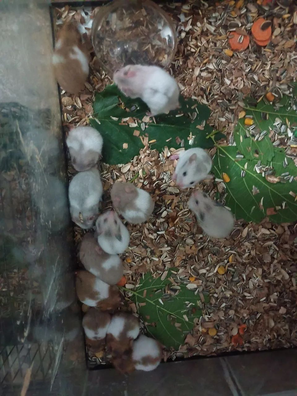 Hamisters Sírios diversas cores