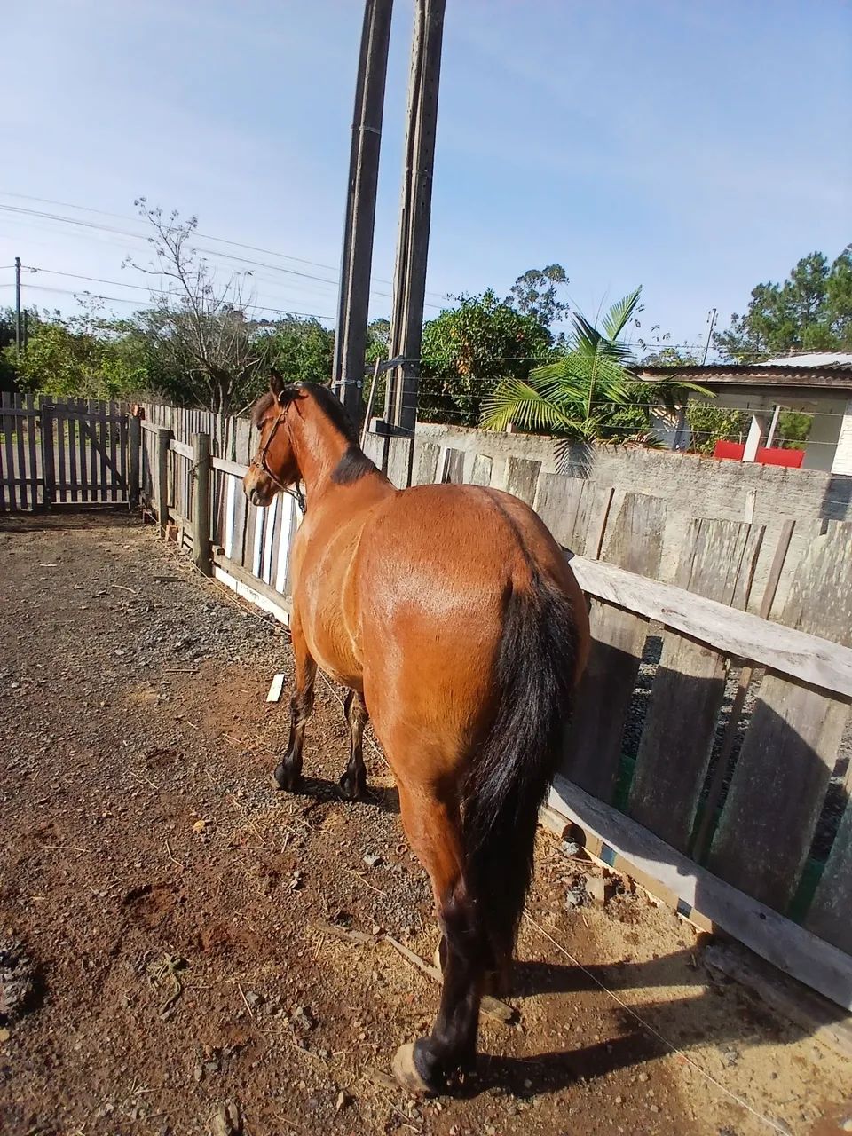 Cavalo - Foto 5
