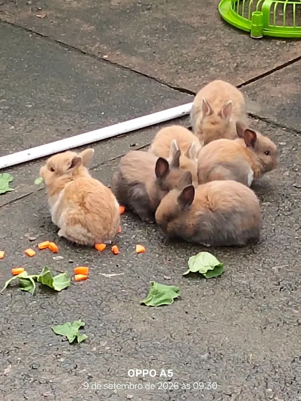 Coelhos  - Foto 4