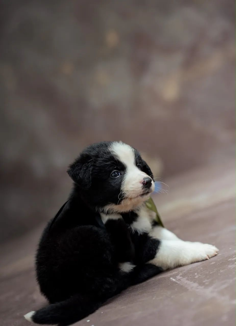 Border collie 