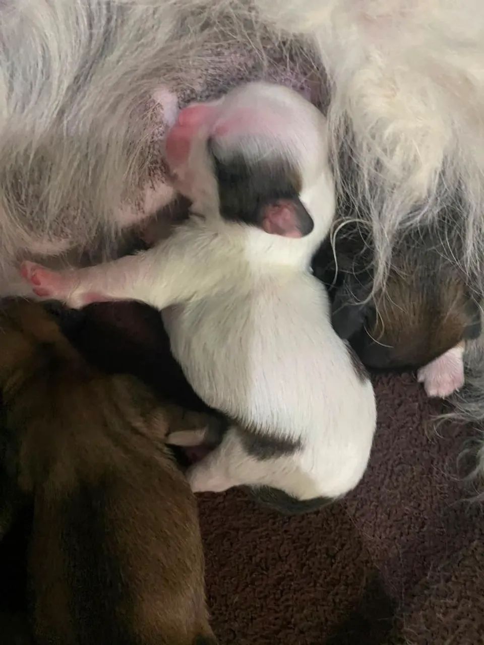 Pets - Foto 4