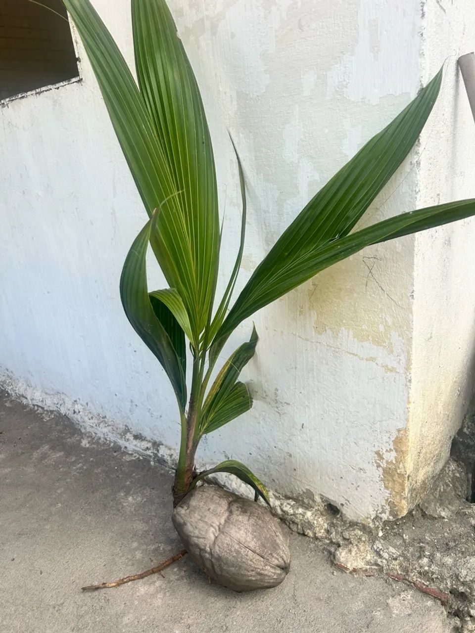 Mudas de coco