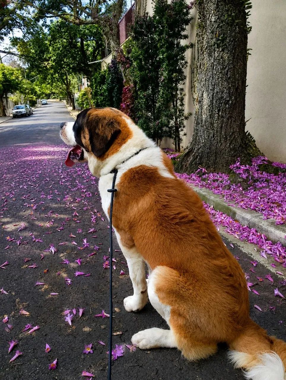 Dog Walker  - Foto 3
