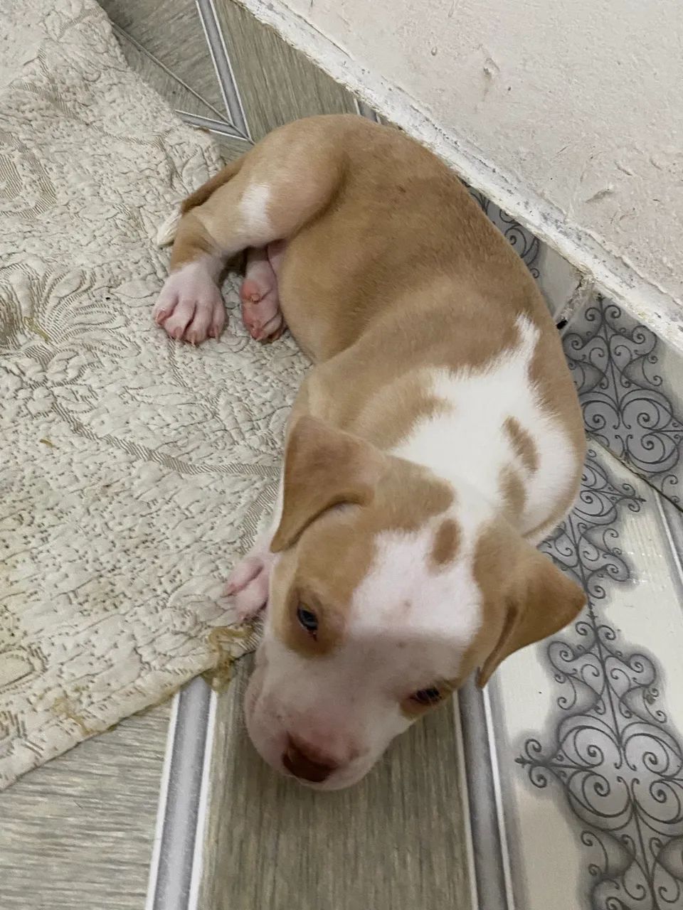 Cachorro  - Foto 3