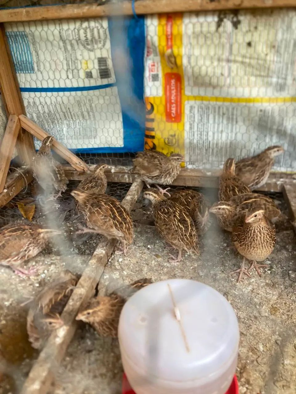 Codorna 