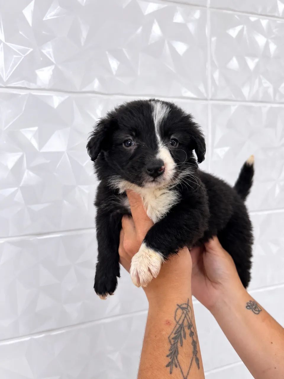 Border Collie - Genética de alto padrão e com pedigree  - Foto 2