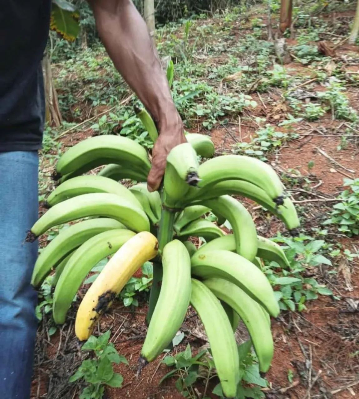 Banana da terra - Foto 2