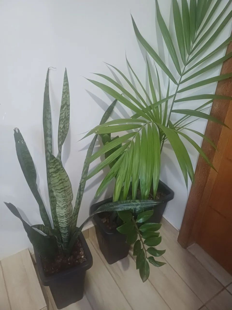 Plantas e mudas e no vaso