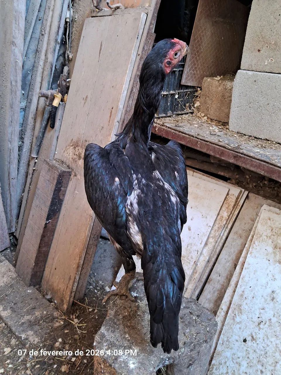 FRANGA ASSEL BICO CURTO  - Foto 3