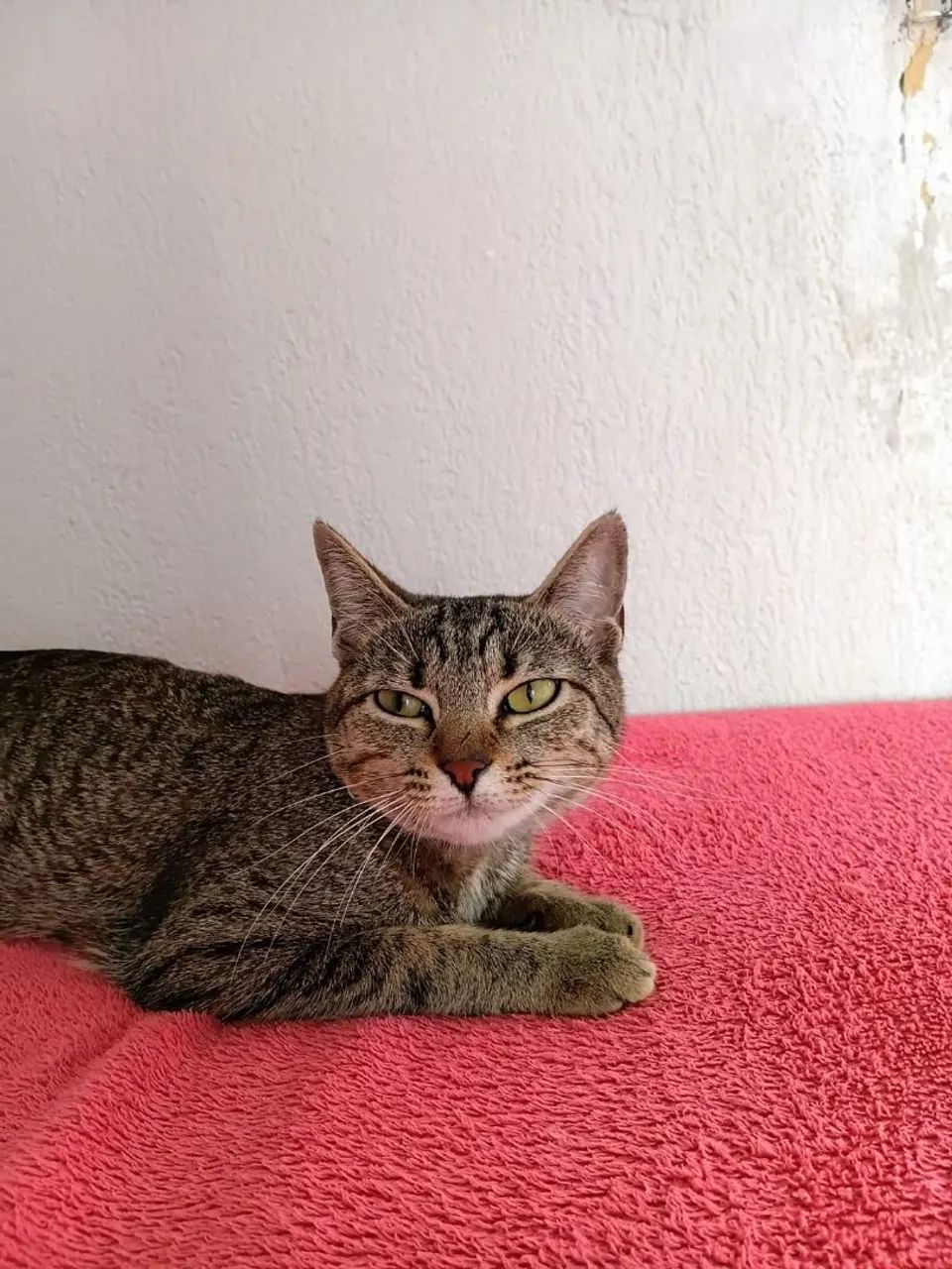 Doa-se gata fêmea  - Foto 2