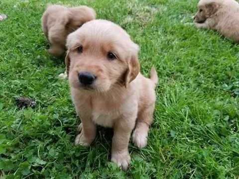 Doação Golden retriver