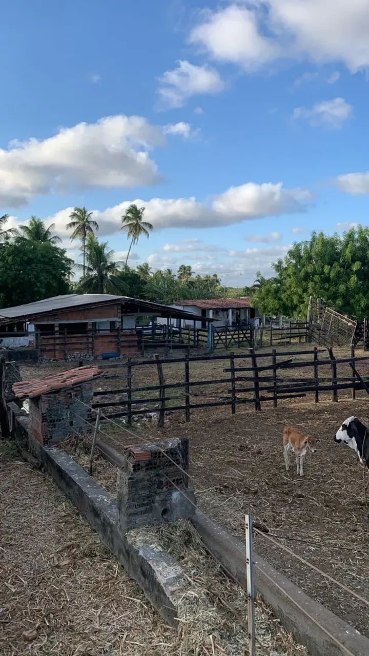 Fazenda com 30 hectares no vale de Ceará mirim - Foto 4
