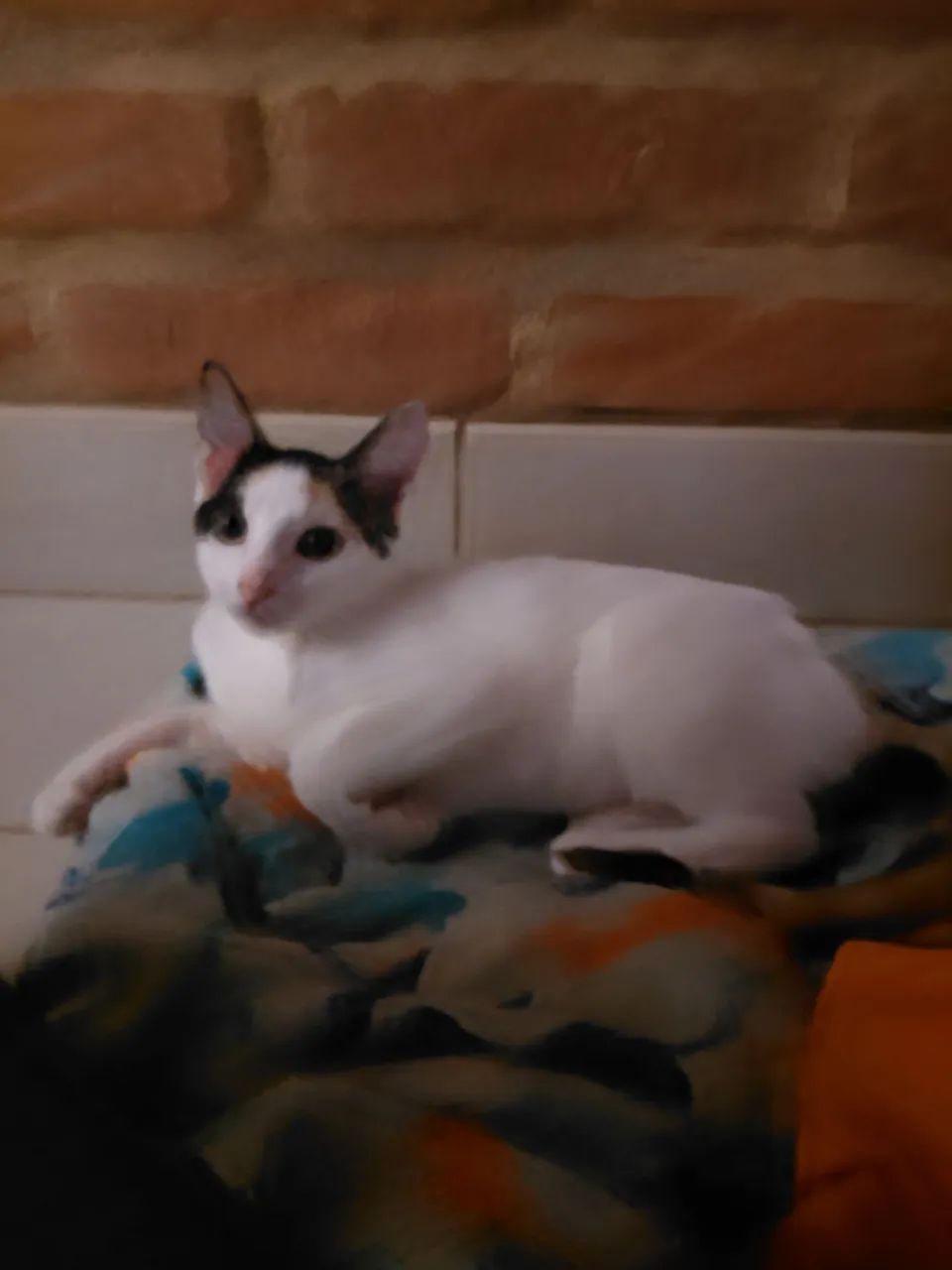 Adoção  - Foto 2