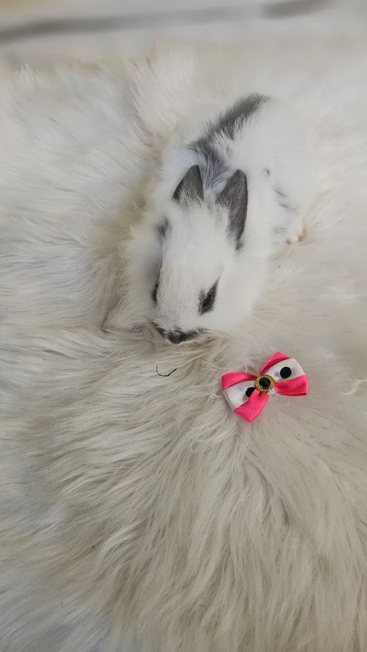 Mini coelho pra venda.. - Foto 3