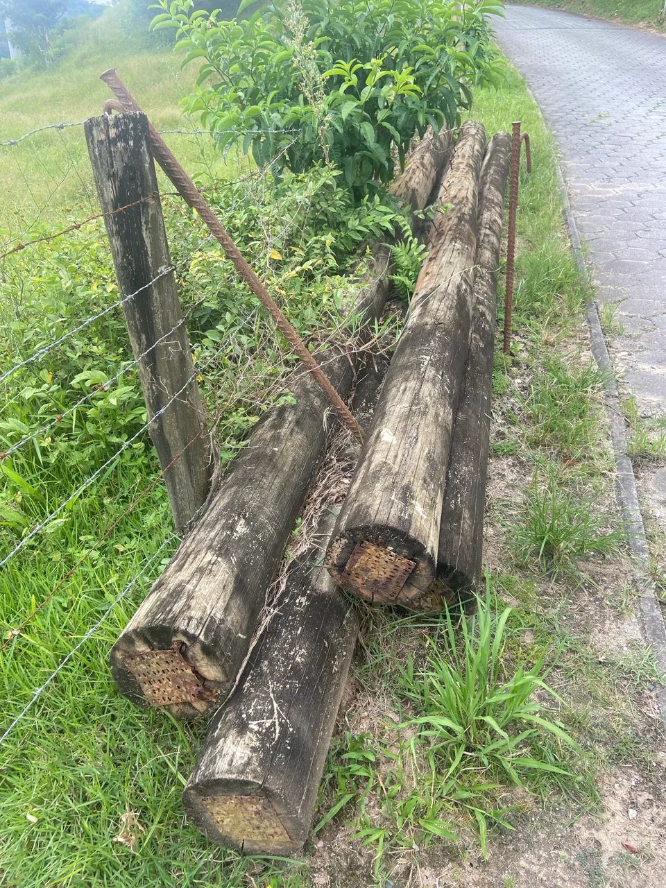 6-meter eucalyptus logs