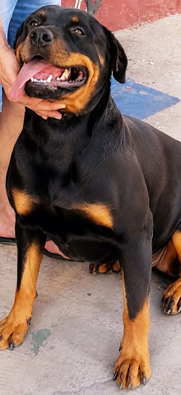 Rottweiler  - Foto 3