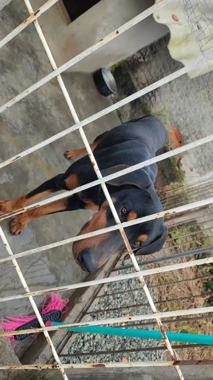 Doberman 