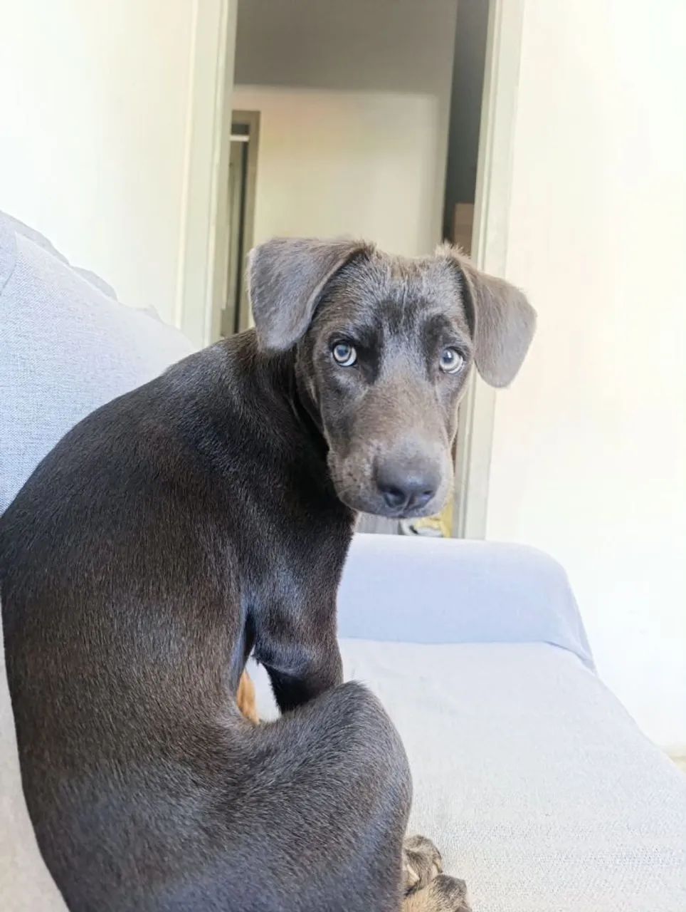Doação de cachorros  - Foto 2