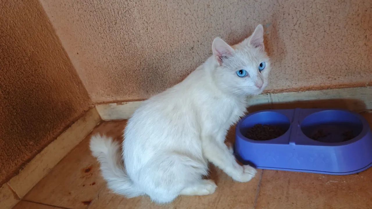 Doação de duas gatinhas. Por questão de mudança não é permitido gatos são bem dóceis e car - Foto 5