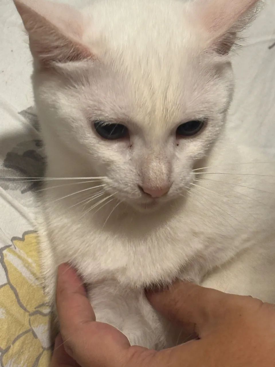 Gata fofa - Foto 2